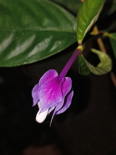Palicourea (alternate view 4)
