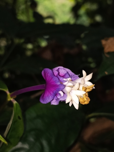 Palicourea (alternate view 5)