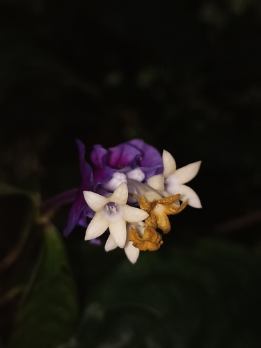 Palicourea (alternate view 6)