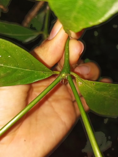Palicourea (alternate view 7)