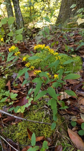 Solidago caesia (bluestem goldenrod)