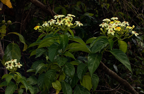 Mussaenda (alternate view 8)