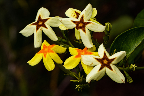 Mussaenda (alternate view 6)
