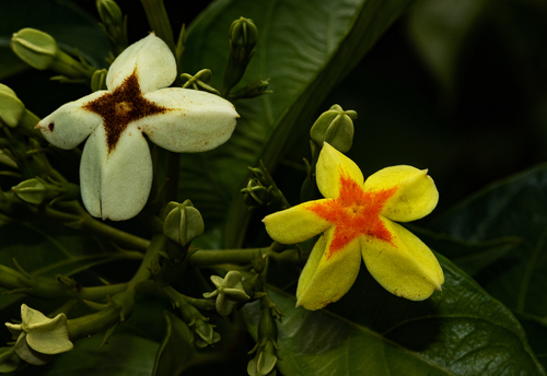 Mussaenda (alternate view 7)