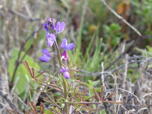 Lupinus truncatus (collared annual lupine) (alternate view 4)