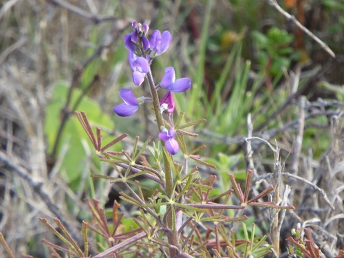 Lupinus truncatus (collared annual lupine) (alternate view 5)