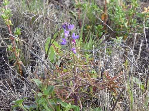 Lupinus truncatus (collared annual lupine) (alternate view 6)