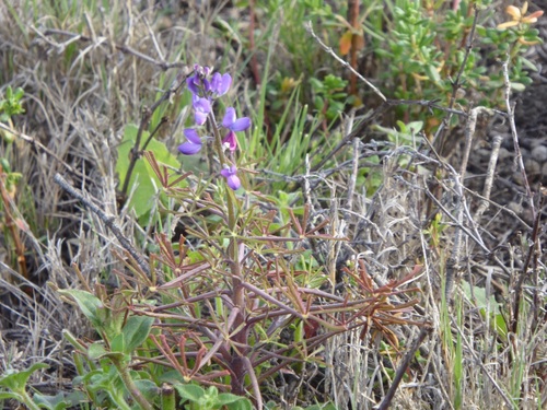 Lupinus truncatus (collared annual lupine) (alternate view 8)