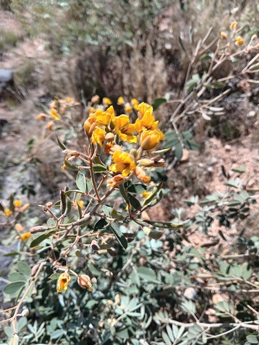 Senna covesii (Coues' senna)