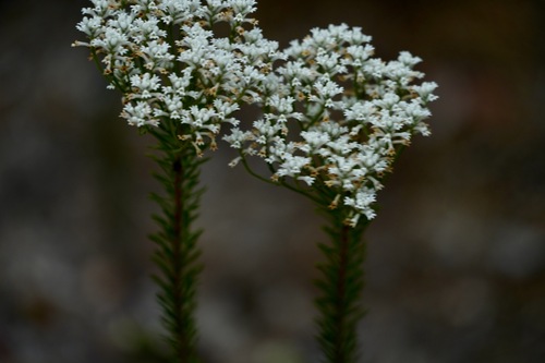 Conospermum taxifolium (Paint Brush)