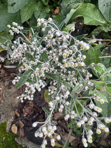 Anaphalis triplinervis (Triple-Veined Pearly Everlasting)