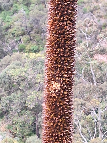 Xanthorrhoea quadrangulata (Yacka)