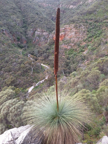 Xanthorrhoea quadrangulata (Yacka) (alternate view 2)