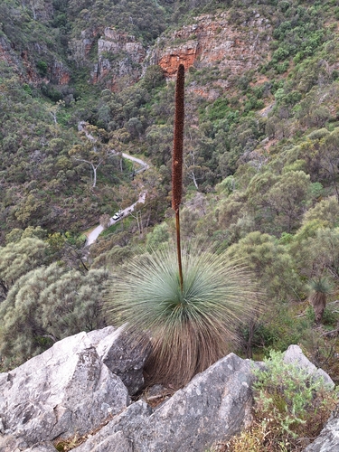 Xanthorrhoea quadrangulata (Yacka) (alternate view 3)