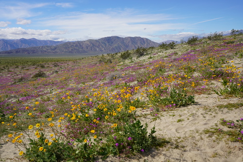 Geraea canescens (Desert Sunflower) (alternate view 9)