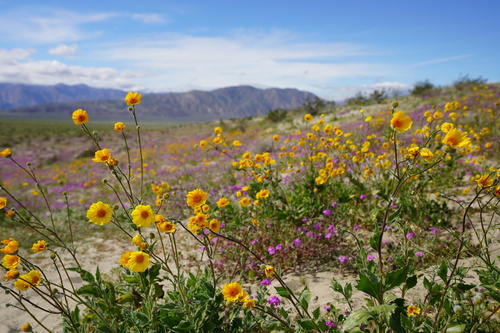 Geraea canescens (Desert Sunflower) (alternate view 7)