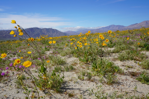 Geraea canescens (Desert Sunflower) (alternate view 10)