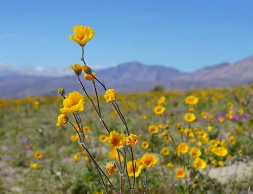 Geraea canescens (Desert Sunflower) (alternate view 8)