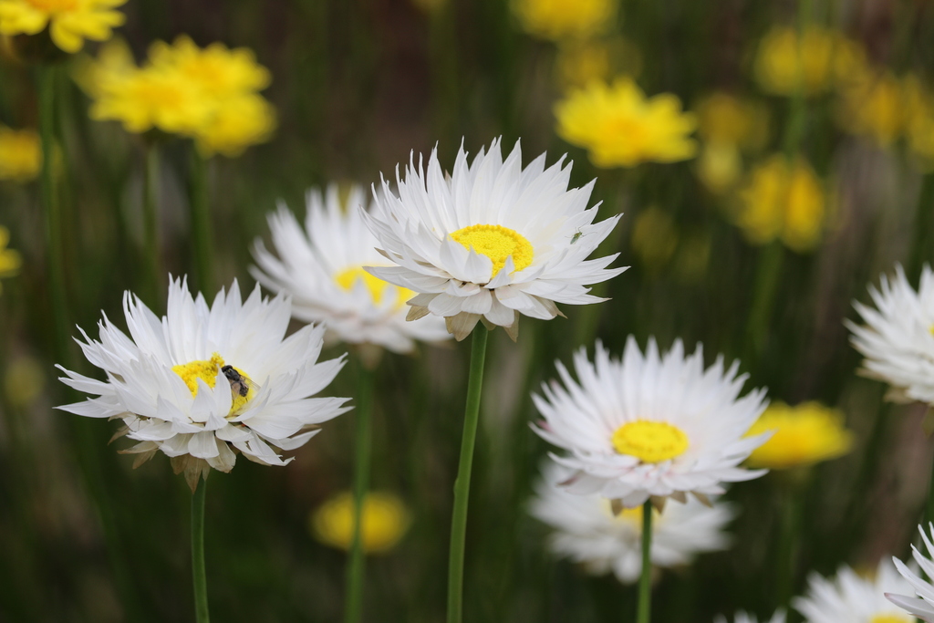 Rhodanthe chlorocephala, Pink paper daisy — upright deciduous (Asteraceae) (image 8 of 10)