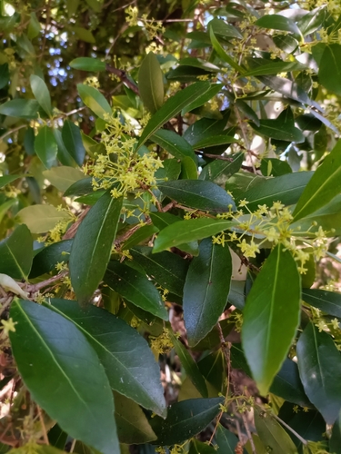 Elaeodendron australe (Red-fruited Olive Plum) (alternate view 9)