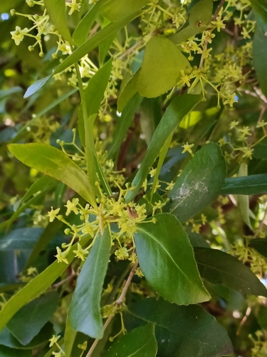 Elaeodendron australe (Red-fruited Olive Plum) (alternate view 10)