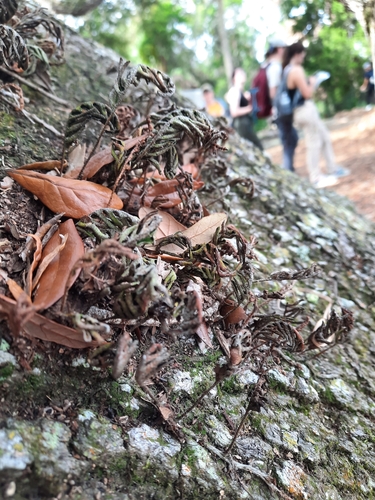 Pleopeltis michauxiana (resurrection fern)