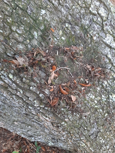 Pleopeltis michauxiana (resurrection fern)