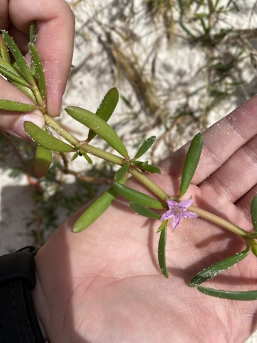 Sesuvium portulacastrum (sea purslane)