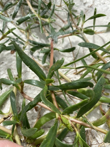 Sesuvium portulacastrum (sea purslane) (alternate view 2)