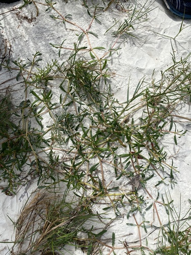 Sesuvium portulacastrum (sea purslane) (alternate view 3)