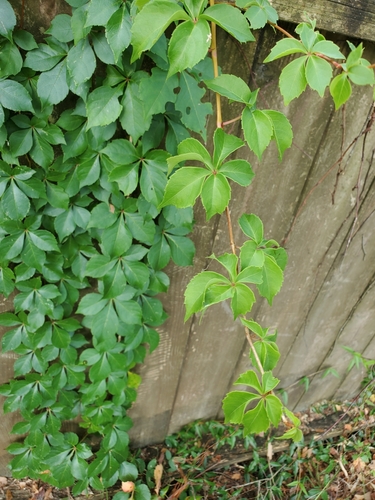 Parthenocissus quinquefolia (Virginia creeper)
