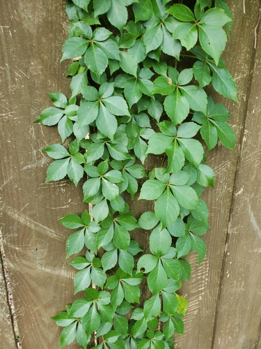 Parthenocissus quinquefolia (Virginia creeper) (alternate view 2)