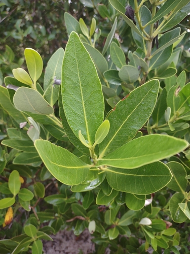 Avicennia germinans (black mangrove)