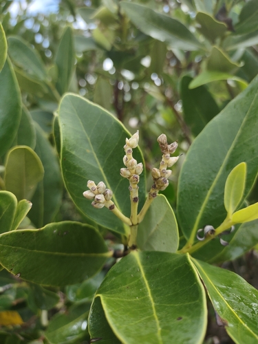 Avicennia germinans (black mangrove) (alternate view 2)