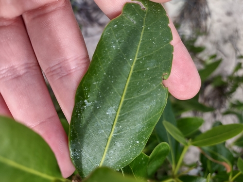 Avicennia germinans (black mangrove) (alternate view 3)