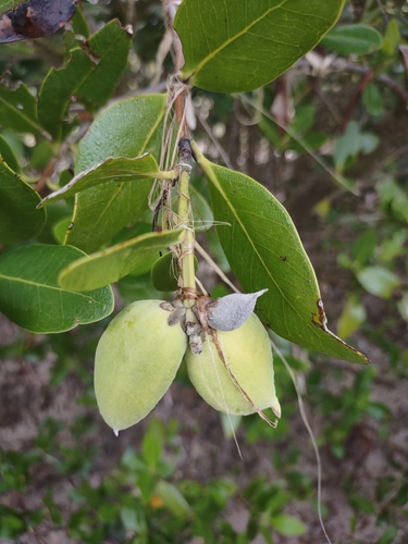 Avicennia germinans (black mangrove) (alternate view 4)