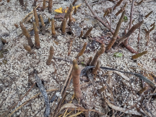 Avicennia germinans (black mangrove) (alternate view 5)