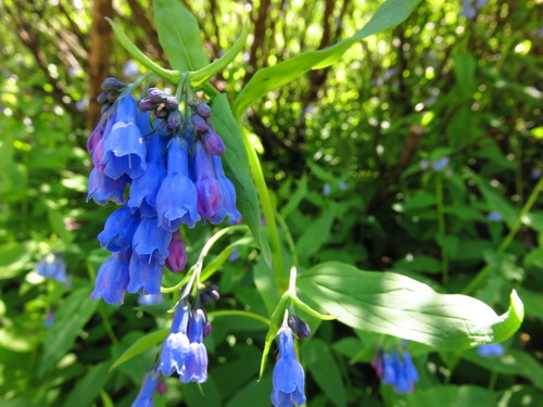 Mertensia ciliata (mountain bluebells) (alternate view 2)