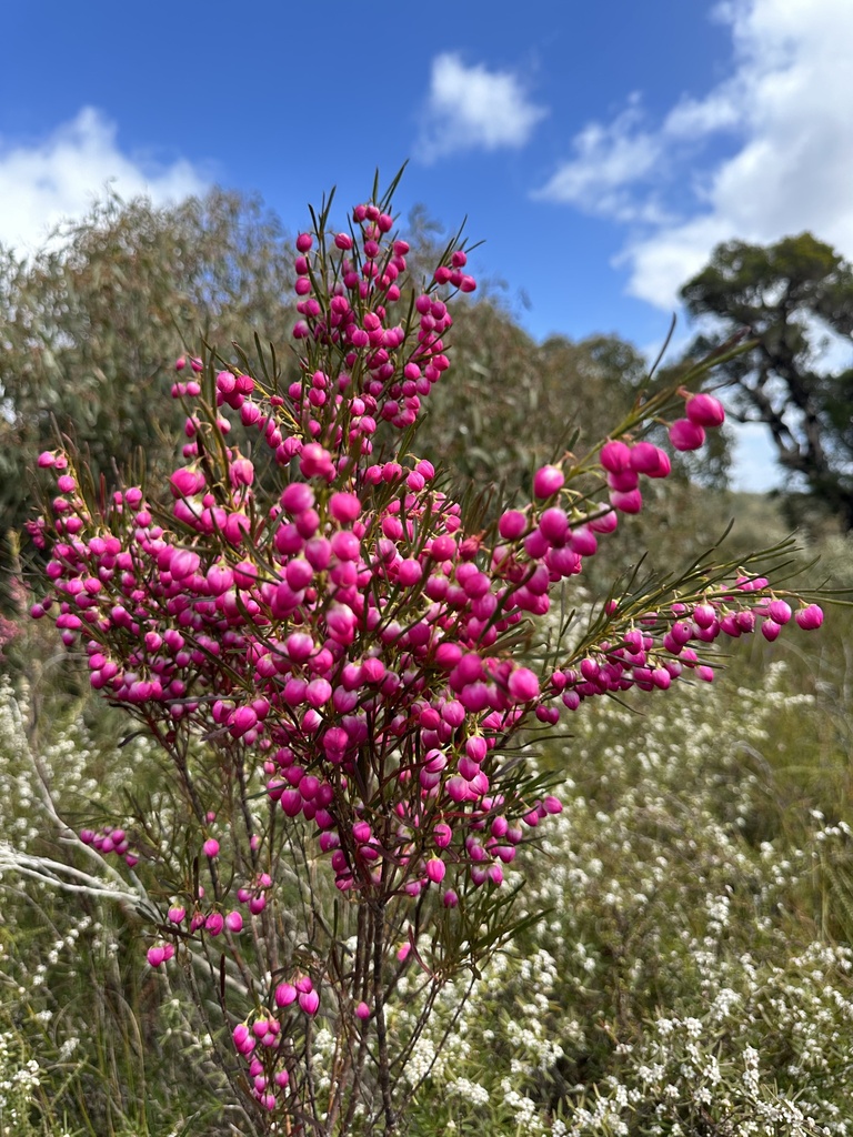 Boronia heterophylla, Red boronia — upright evergreen (Rutaceae) (image 6 of 10)