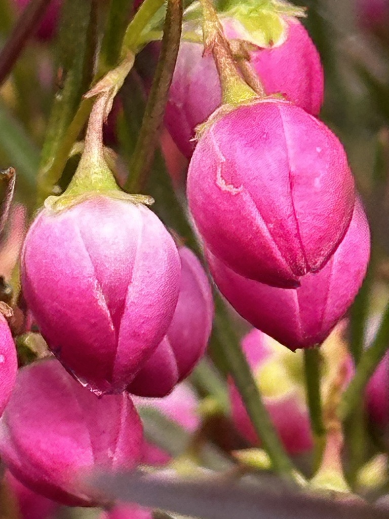 Boronia heterophylla, Red boronia — upright evergreen (Rutaceae) (image 7 of 10)