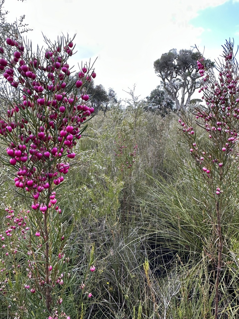Boronia heterophylla, Red boronia — upright evergreen (Rutaceae) (image 8 of 10)