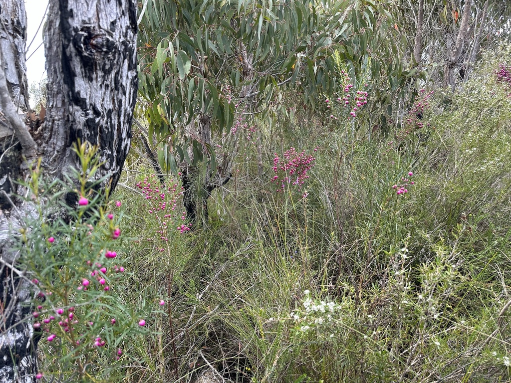 Boronia heterophylla, Red boronia — upright evergreen (Rutaceae) (image 9 of 10)