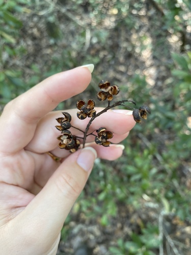 Elliottia