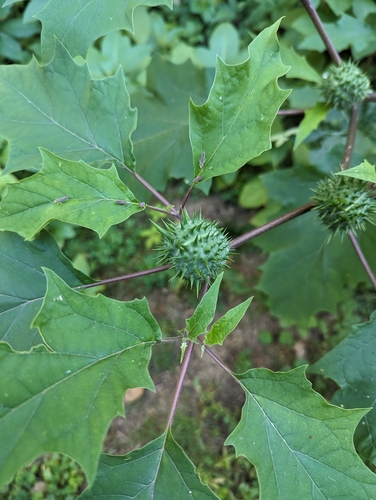 Datura stramonium (jimsonweed)