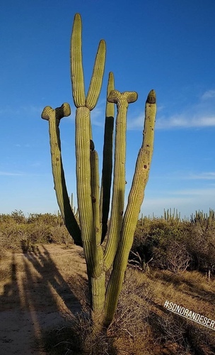 Stenocereus (Pitayas) (alternate view 7)