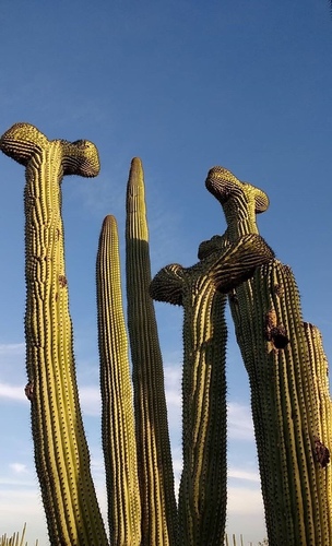 Stenocereus (Pitayas) (alternate view 6)