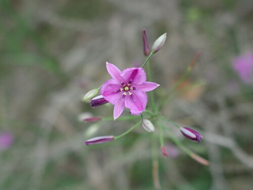 Arthropodium strictum (chocolate lily) (alternate view 4)