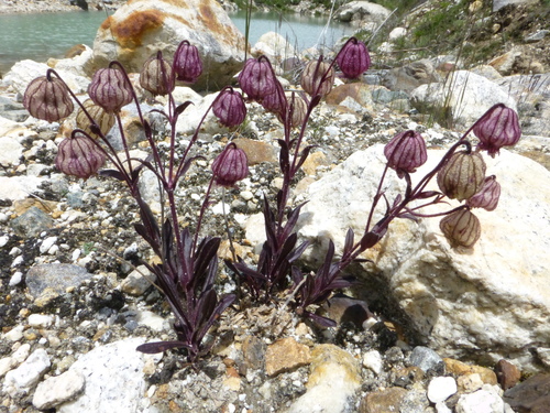 Silene (Catchflies) (alternate view 5)