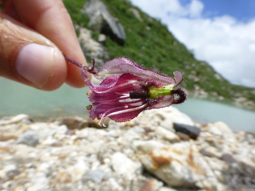 Silene (Catchflies) (alternate view 6)