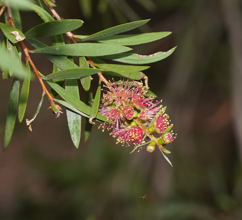 Melaleuca paludicola (river bottlebrush) (alternate view 4)